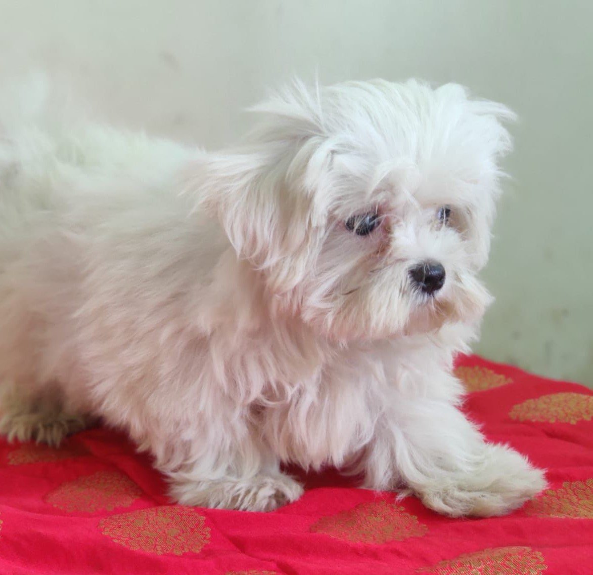 Buy lovable Maltese Puppy from Bangalore